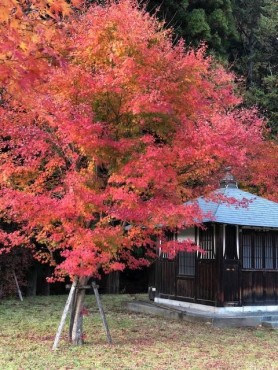 11月11日の日光清瀧神社の紅葉