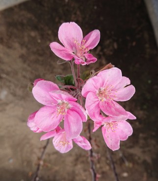 リンゴの木として購入しました しかし花は濃いピンクです