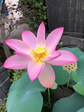 令和元年2019年最後の蓮の花です お檀家のお嬢様から頂きました ９月５日撮影