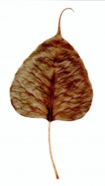 菩提樹の葉