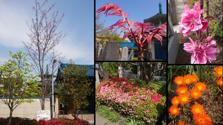 ４月３日の福性寺 左：これから咲く桜（名前不明） 中上：チャンチンフラミンゴ 中下：ツツジ 右上：リンゴ 右下：マツバギク