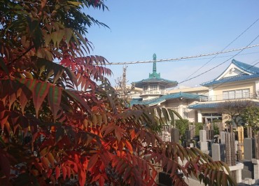 福性寺のハゼの樹 これから真紅になります 楽しみです