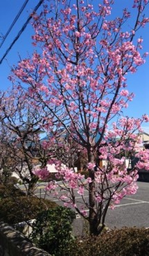 本日の駐車場にある早咲きの八重桜です 7分咲きでしょうか？