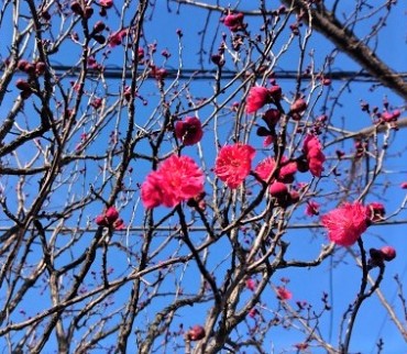 駐車場の梅 境内には山茶花 椿 水仙が咲いています 暖かい日を選んで墓参においでください