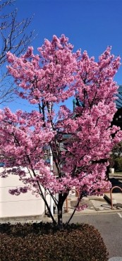 山門前駐車場のおかめ桜