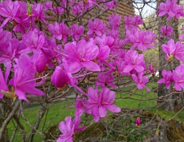 ムラサキヤシオツツジ 葉が出る前に花が咲きます