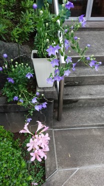 今日福性寺のかなでは桔梗 リコリス 蓮 睡蓮が咲いています