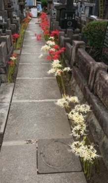以前の墓地の清掃担当の中里さんが東西参道の両脇に植え直した彼岸花とリコリス（白）がよく咲いてきました