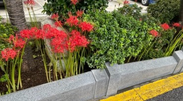 駐車場の彼岸花です 花壇の御影石は故伊藤リヨ殿のご寄付です ご遺言により遺産から頂きました