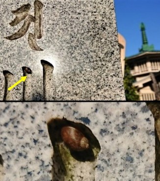 お墓の彫り込まれた字の中のカタツムリ 小さいです 多分今年生まれたようです