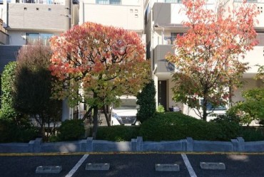 中央はアンズ右は陽光桜 落ち葉の季節です