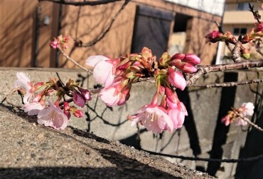 陽だまりの桜 安行寒緋桜です 福性寺の左の区道を通る皆様が見上げています