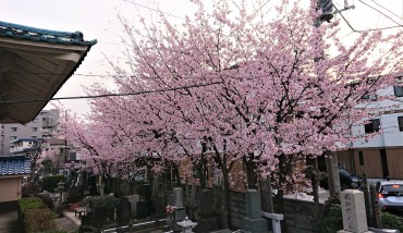 安行寒緋桜だいぶ散っています ヒヨドリとメジロが花を落としています