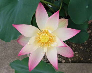 前回記事 http://fukushoji-horifune.net/blog/archives/18543のハスの花の開花2日目です