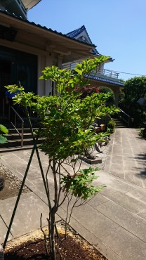 アカヤシオツツジ 葉は美しい五葉です 本堂ちかくに植えました