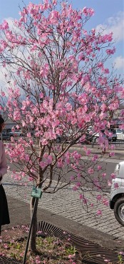 令和5年4月の日光駅前赤や詩をツツジ 高さは3mほどです