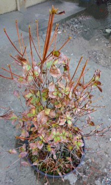 鉢植えのアカヤシオツツジ 一度枯れたと思い放置されていました 境内墓地清掃の〇藤さんが面倒をみていました