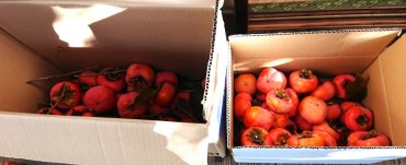 マコト造園土木さんが植木の手入れのついでに柿の実を採ってくれました お檀家の皆様10軒ぐらいには差し上げることができたと思います