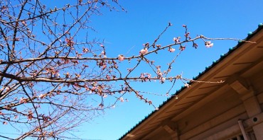 本堂左の休息所5坪の安行桜です サクラ天井を作りましたがあまりの落ち葉で剪定しました それにしましても春になると忘れずに咲きますね