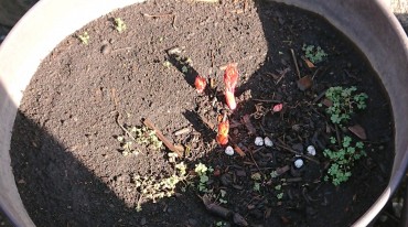 シャクヤクの芽です 去年は地面から2個でした 今年は倍増です 肥料をかなり施しても枯れません シャクヤクは境内墓地に6カ所あります