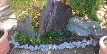 今朝の中央参道右 石灰岩の砕石で囲んだんだミニ花壇 シャクヤク・スイセン・彼岸花を植えました ごちゃ混ぜ 住職作です 庭のお掃除担当さんや植木屋さんの評判はよくないみたいです