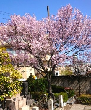 本堂後方にある江戸寒緋桜 ほぼ満開となりました ミニ庭園の中にあります