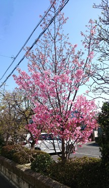 駐車場の陽光桜 地面近くから咲き出します