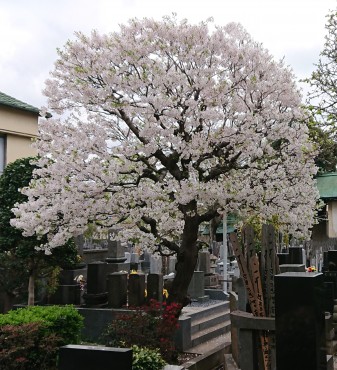 昨日の染井吉野サクラ サクラの樹の下に江戸時代のからのお檀家のお墓や平成30年ごろのお檀家のお墓が見えます サクラを丸くつくるマコト造園土木さんの作品です