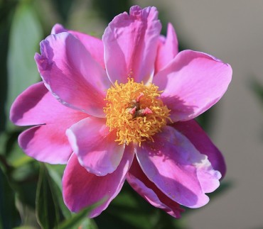 境内では直植えや植木鉢に各種のシャクヤクが咲いています