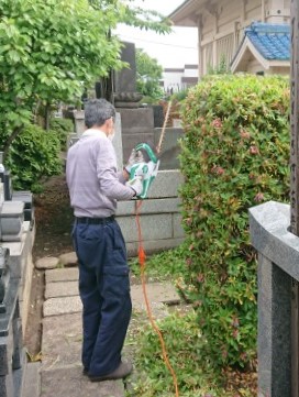 墓地の担当さん2人にオオムラサキツツジの刈込をお願いしました 