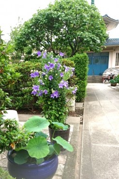 おでむかえの華キキョウ