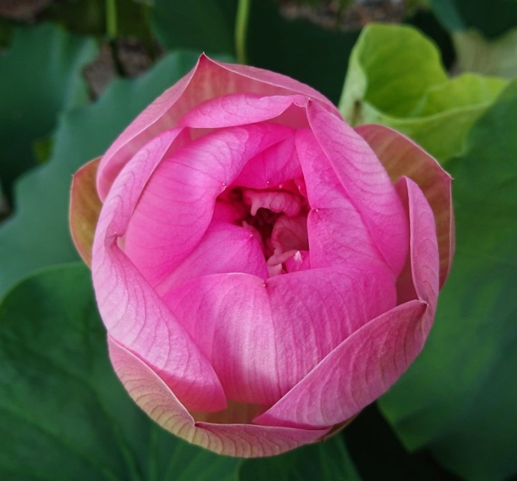 八重のハスは開花のはじめか直前が美しいです この花はまだまだ咲きそうです