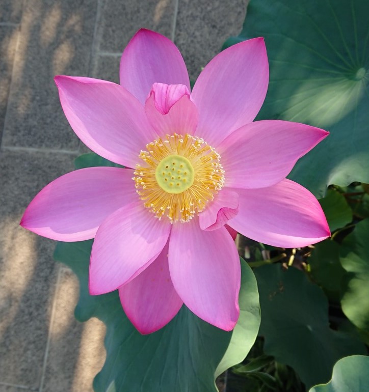 今日30日に開花したハスです