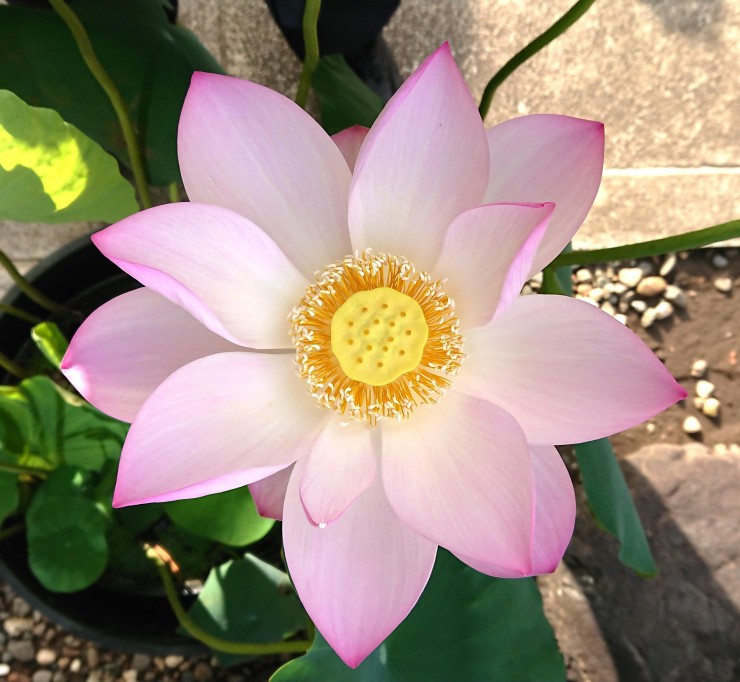 八重のハスの花は咲いています 今季最後のシンプルな形のハスの花です