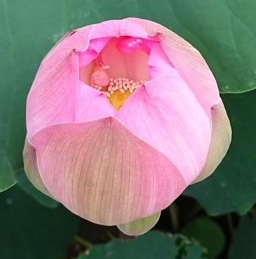 このタイプのハスの花がたくさん咲いています