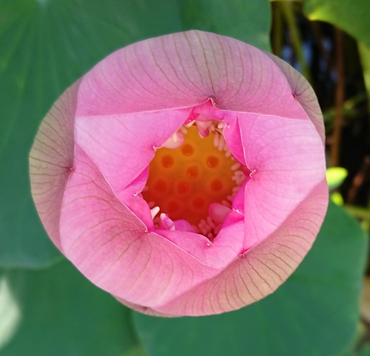 そろそろ最終の開花です