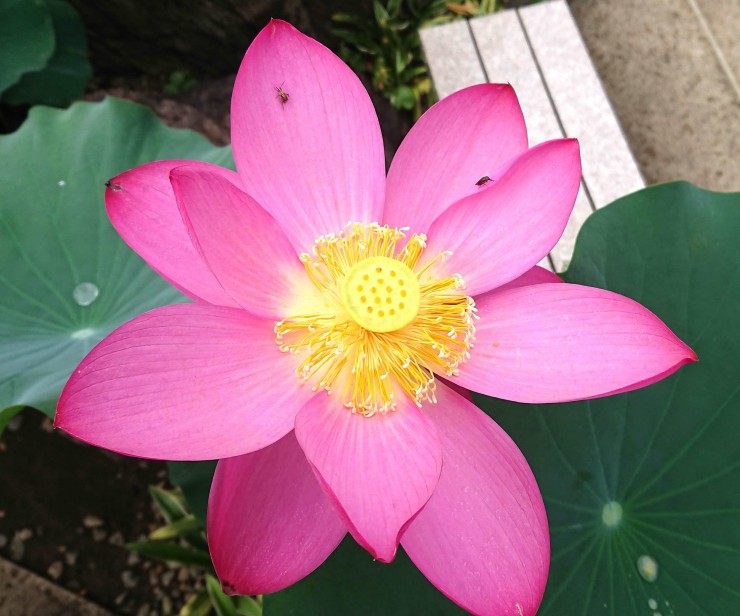 開花2日目です 虫がたくさん集まっています 明日は散ると思います