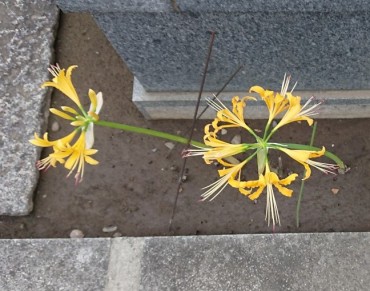 時々黄色の花が咲いています