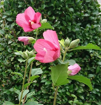 最も新しい花木 ムクゲの木は今年の3月に植えたばかりです しかし次から次へと花をつけます 咲き出してから開花のない日はないです 朝、咲いて夕方にいたんでしまいその後散ります