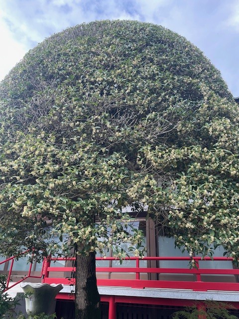 大王寺様銀木犀 大木です 本堂の正面の左右にあります 会計係撮影