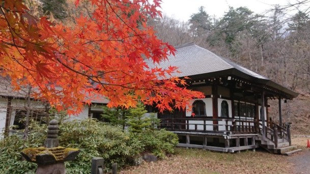 奥日光日光山温泉寺 シカ サル 白ネコを見ました