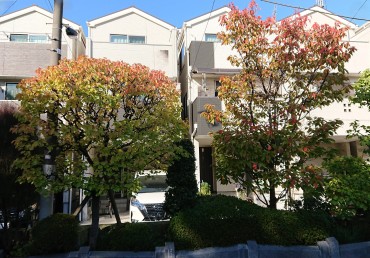 駐車場 左はアンズ右は陽光桜 空に近いところから紅葉が始まりました