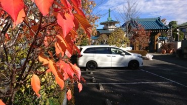 駐車場の紅葉 左は紅葉桜