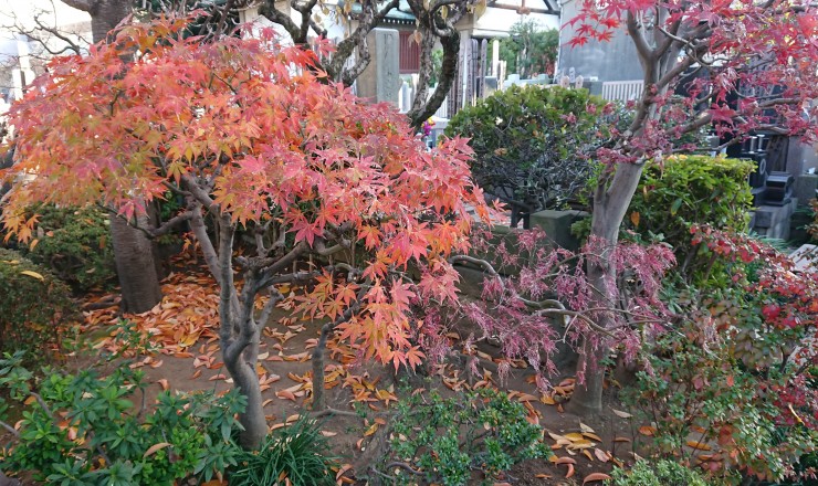 中央参道右の紅葉 葉を採ってスキャンしようと思いました しかし枝に堅くついていました