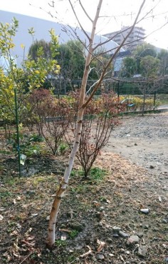 長姉の育てた白樺の幹が10㎝以上になった頃枯れました 以前の植木屋さんがタケを短くしました 今回は西洋の白樺ジャックモンティーを2株植えました 去年の消毒で1株が枯れました