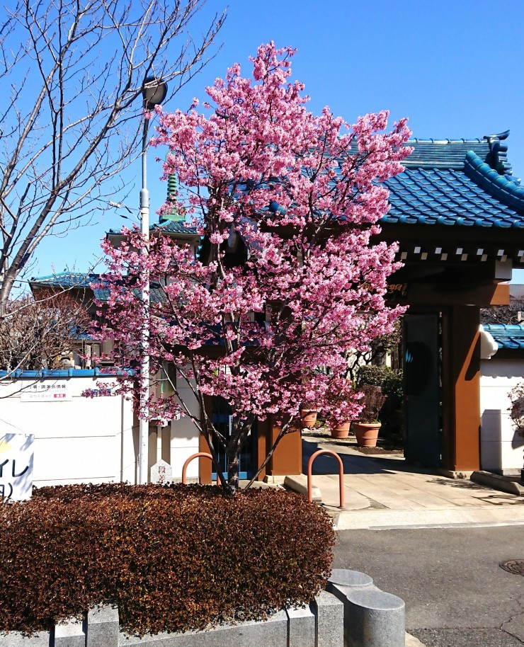 福性寺山門前のおかめ桜 昨日から満開です