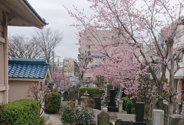 納骨堂の近くの安行寒緋桜です 満開に近いです