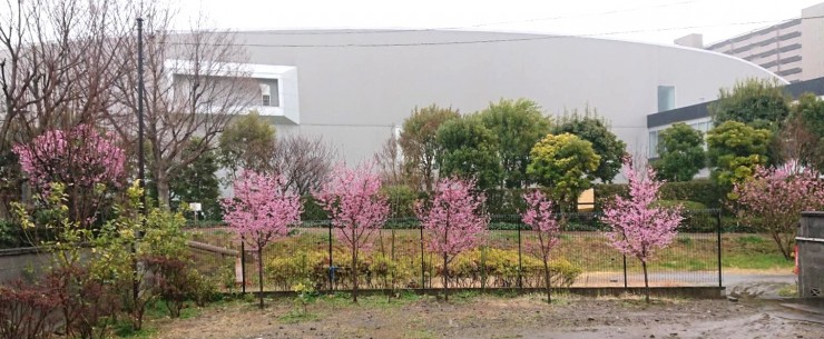 数年前にオカメザクラを植えました 右端は白山堀公園：堀船周回路の早咲きのモモです 大きな建物は プリントメディア：読売新聞です