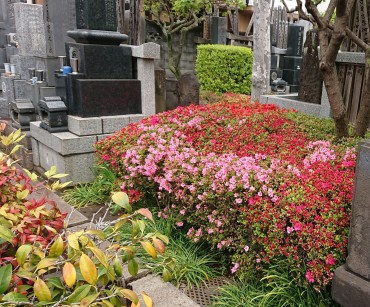 山門左手の2坪庭 ツツジが満開に向かっています
