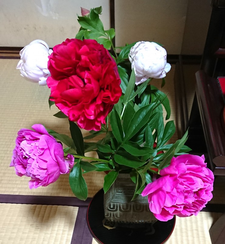 昨日の雨で花とツボミが重くなりおれてしまったシャクヤクです